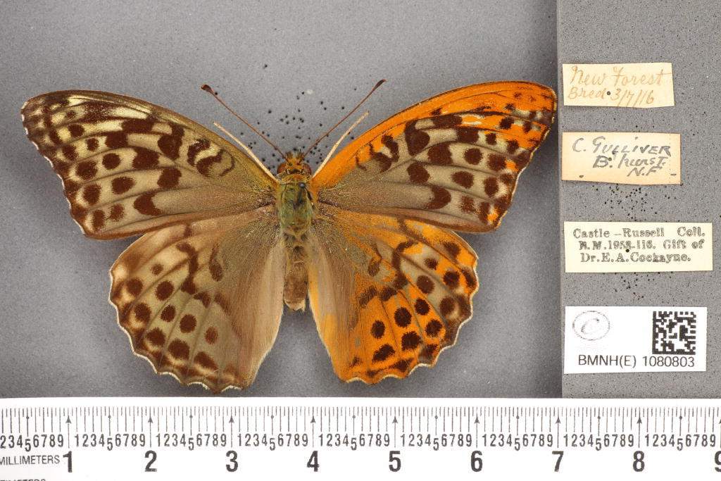Argynnis paphia valezina (mosaic gynandromorph, C. Guillver, ex Castle Russell collection) (Internet Image property of respective owner, non-commercial use only)